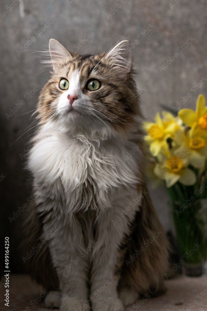 beautiful long-haired cat with a white chest, big green eyes and a pink nose. sits on a background of flowers and looks away. close-up