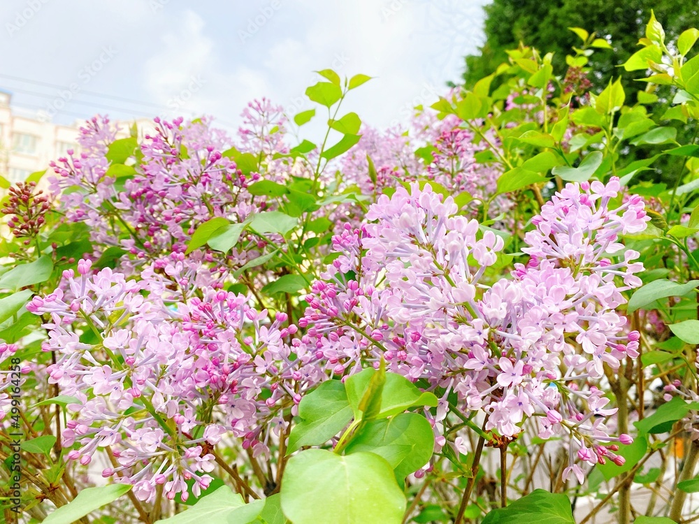 Obraz premium Spring ornamental plant lilac, purple clove flowers