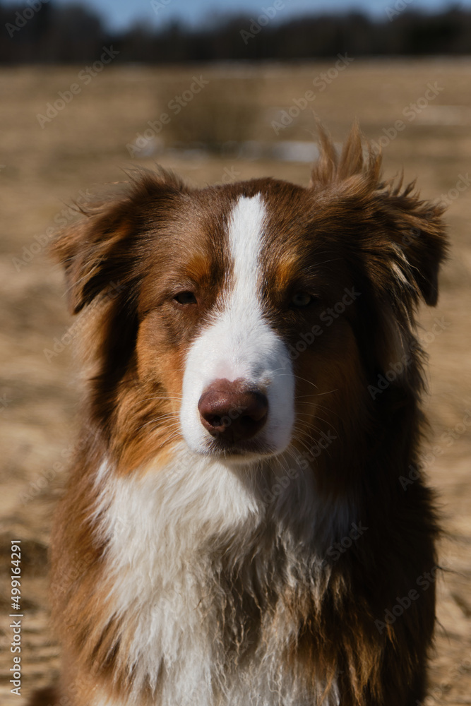 Aussie dog is red tricolor with shaggy funny ears, chocolate nose and white stripe on his head on clear sunny day outside. Portrait of beautiful Australian Shepherd puppy close-up.