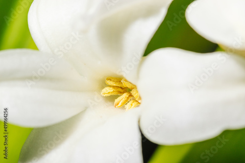 Blooming white hyacinth flowers close-up macro photography