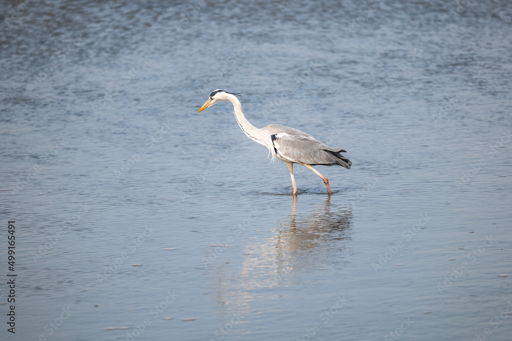 great blue heron ardea cinerea great blue heron ardea cinerea