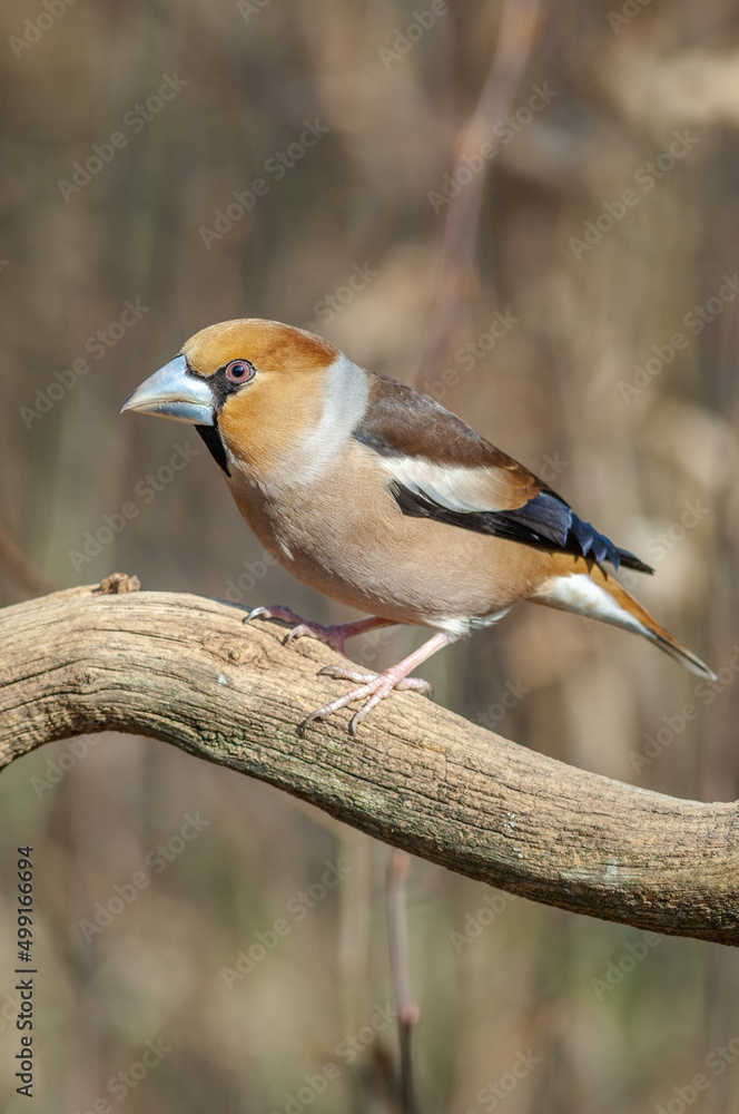Naklejka premium Hawfinch (Coccothraustes coccothraustes) perched on a branch in the forest.