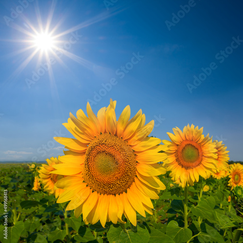 Fototapeta Naklejka Na Ścianę i Meble -  closeup sunflower flowers among green fields at summer sunny day, countryside agricultural scene