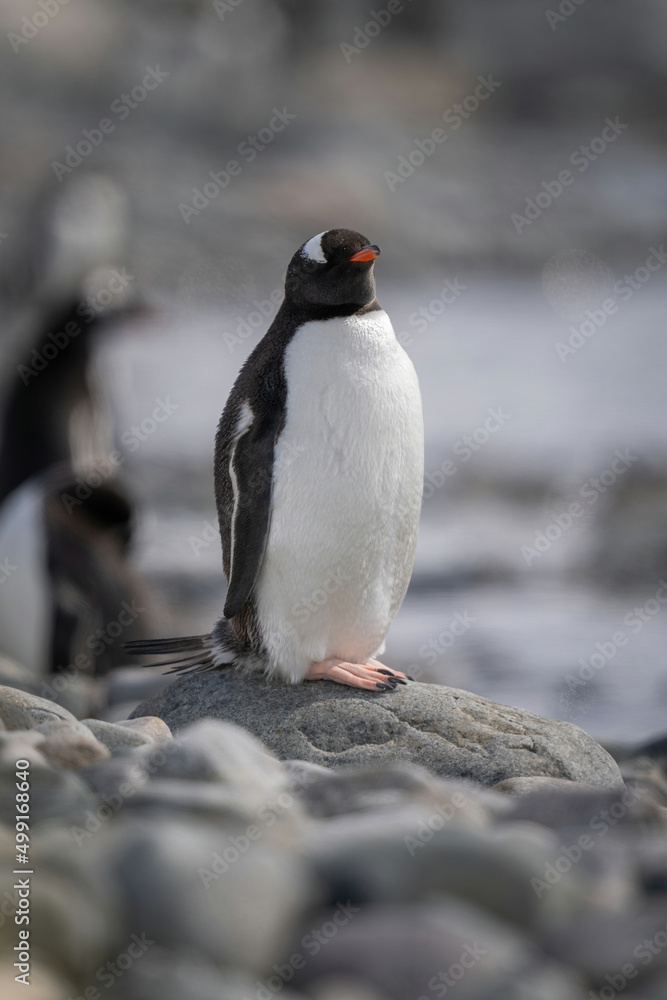 Fototapeta premium Gentoo penguin on rock with eyes closed