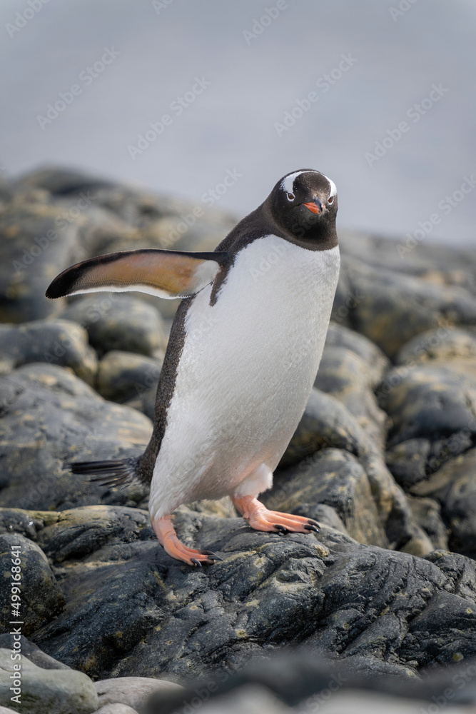Fototapeta premium Gentoo penguin on rocks balancing with flippers