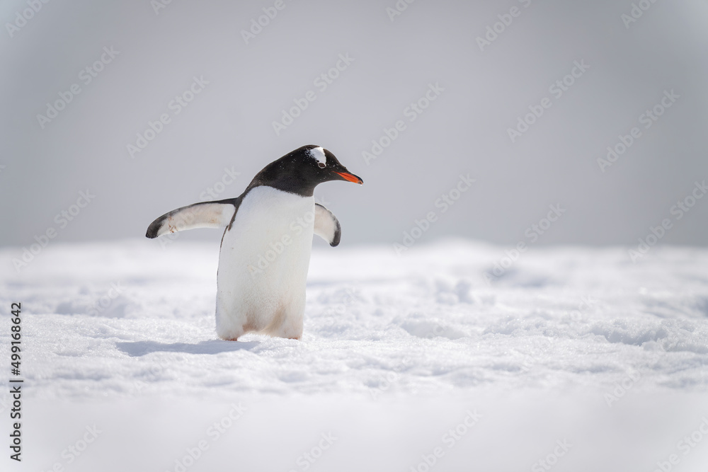 Obraz premium Gentoo penguin on snow holding out flippers