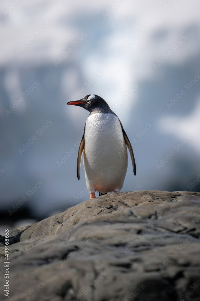 Fototapeta premium Gentoo penguin perches on rock turning head