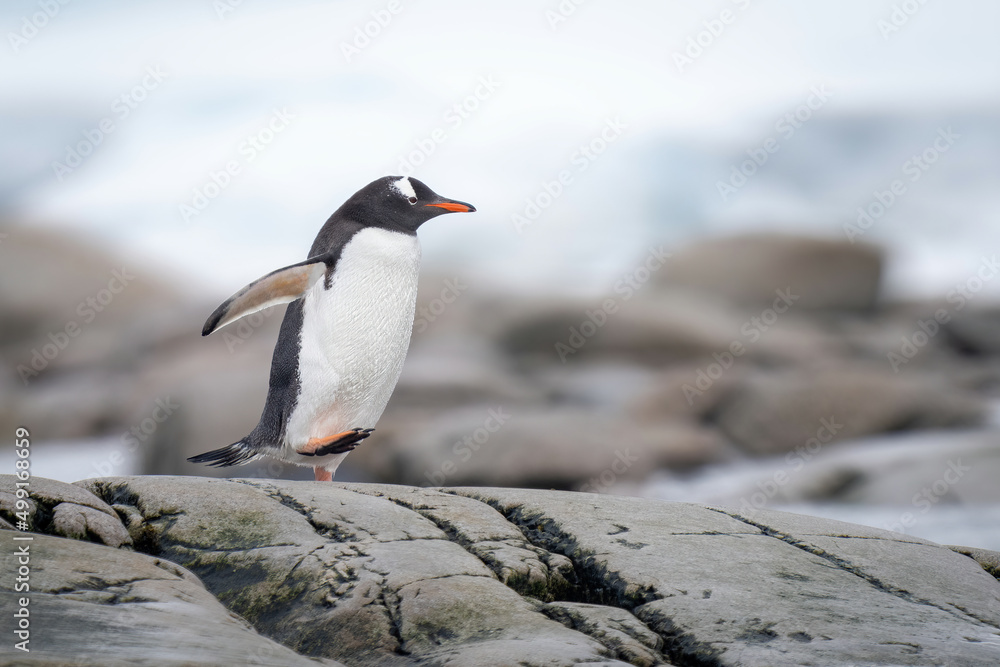 Naklejka premium Gentoo penguin runs over rocks on shore