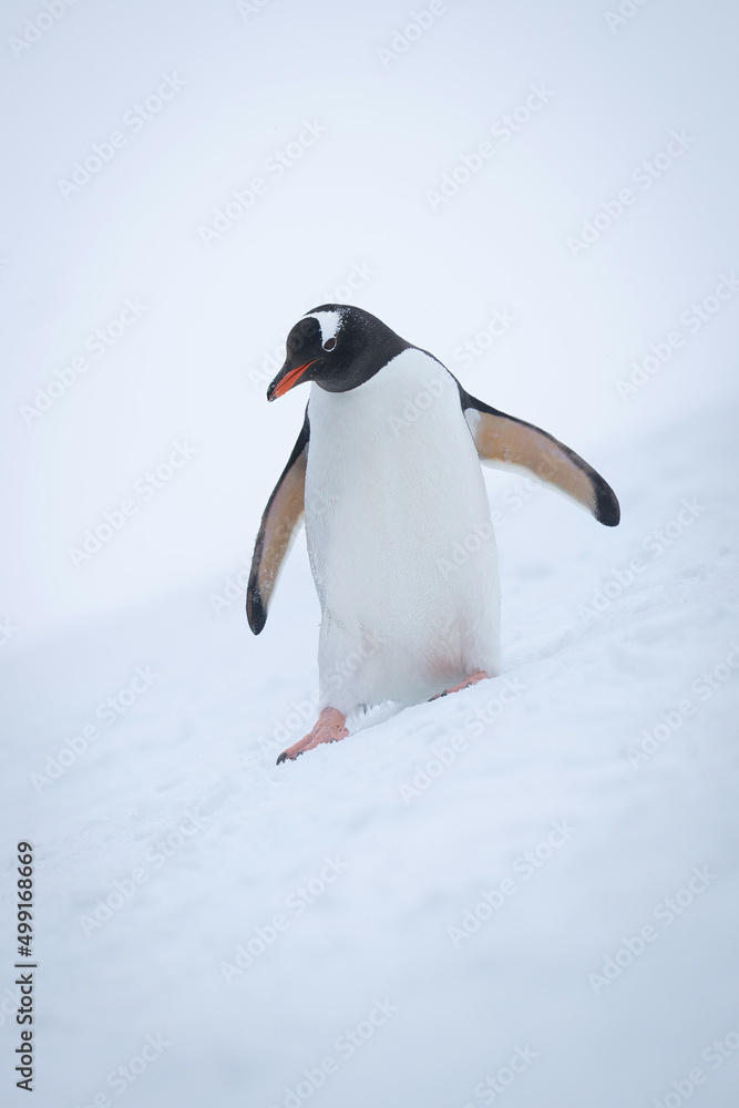 Obraz premium Gentoo penguin sliding down slope looking down
