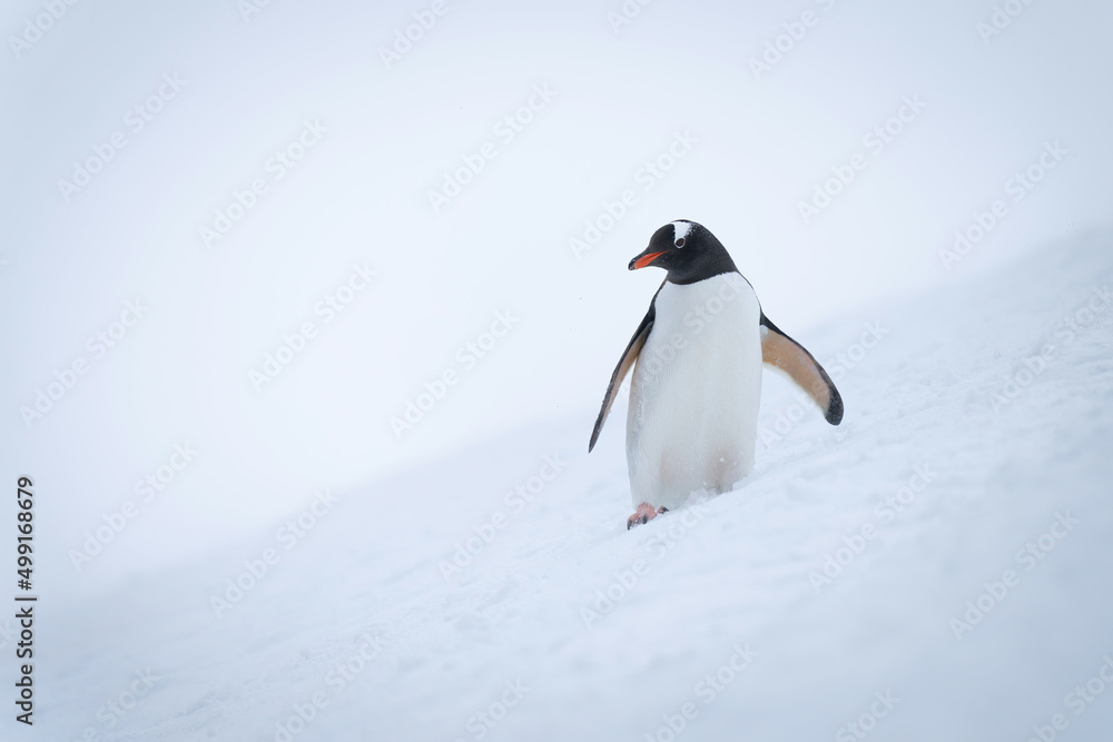 Naklejka premium Gentoo penguin on snowy slope eyeing camera