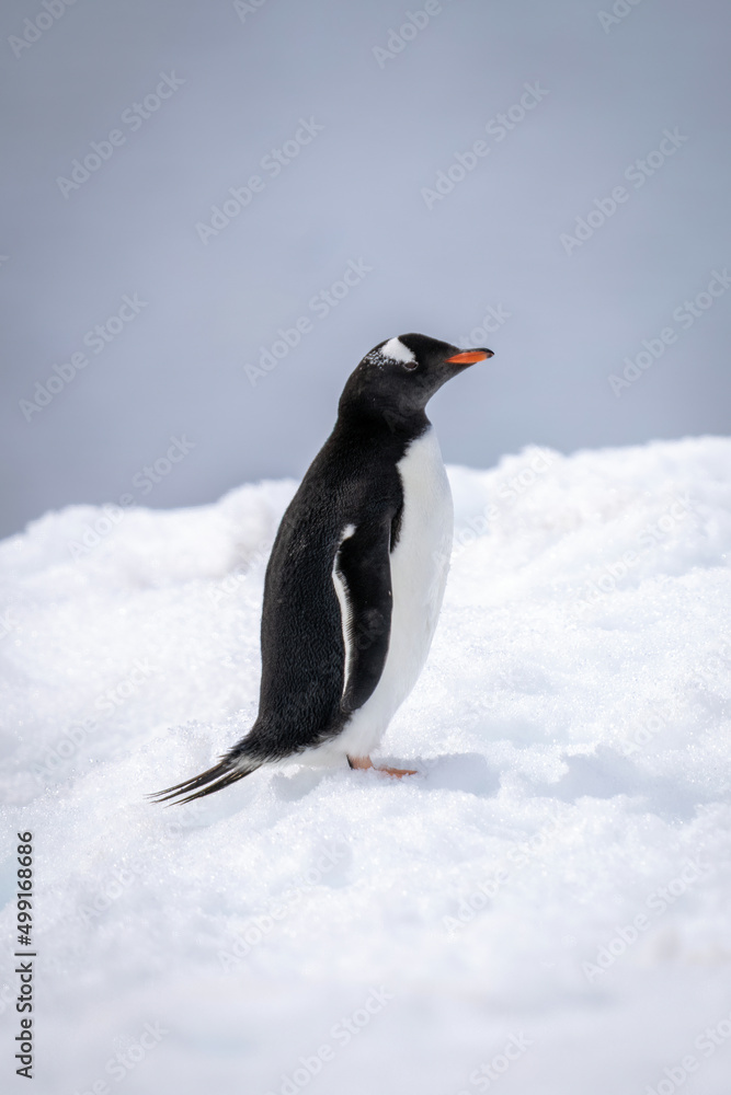 Obraz premium Gentoo penguin standing on snow in profile