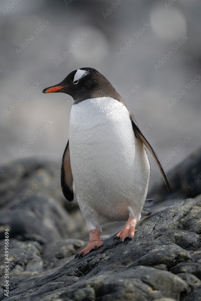 Fototapeta premium Gentoo penguin stands balancing on rocky beach