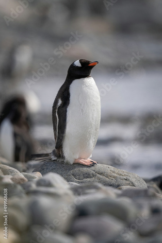 Gentoo penguin on rock with closed eyes