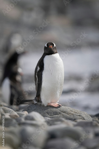 Gentoo penguin on rock turns towards camera