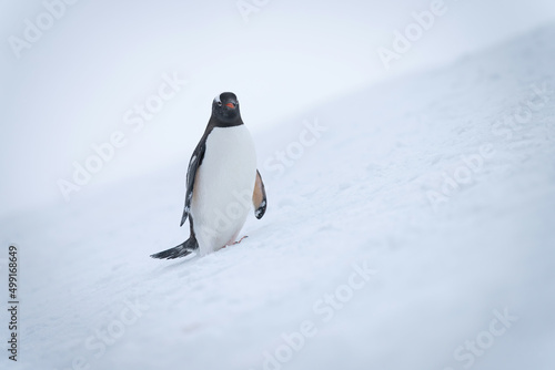 Gentoo penguin on snowy slope watching camera