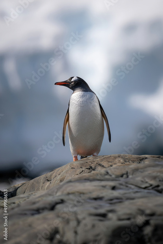 Gentoo penguin perches on rock turning head © Nick Dale