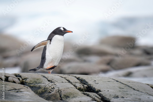 Gentoo penguin runs over rocks on shore