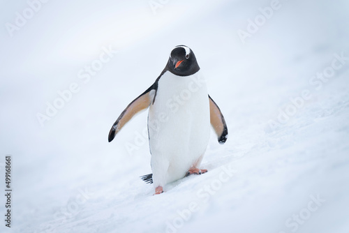 Gentoo penguin on snowy hill watching camera