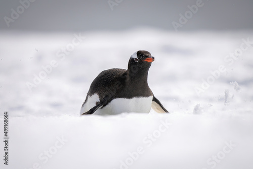 Gentoo penguin slides over snow on belly