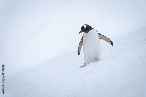 Gentoo penguin slides down slope looking down