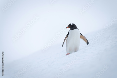 Gentoo penguin on snowy slope eyeing camera