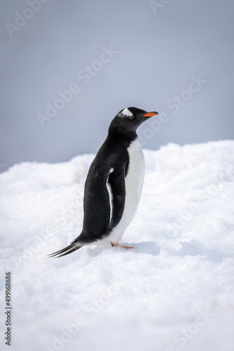 Gentoo penguin standing on snow in profile