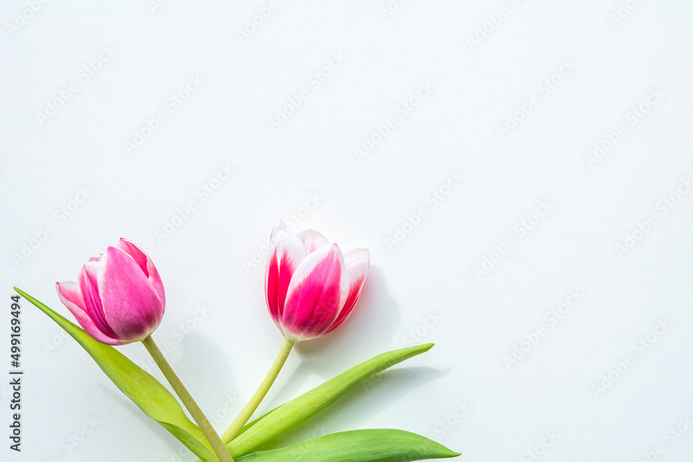 Weißer Hintergrund mit Tulpen