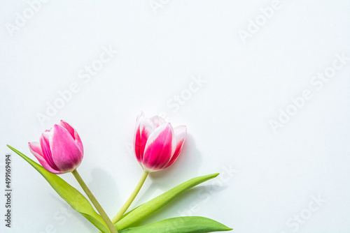 Fototapeta Naklejka Na Ścianę i Meble -  Weißer Hintergrund mit Tulpen