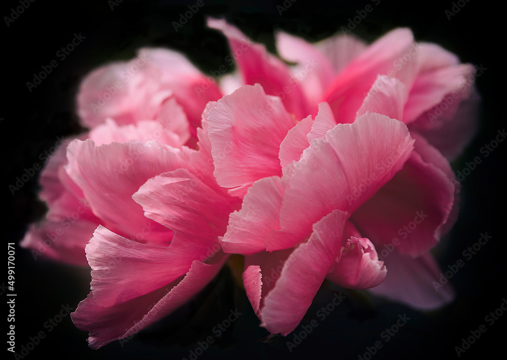 © livcool - peonia II