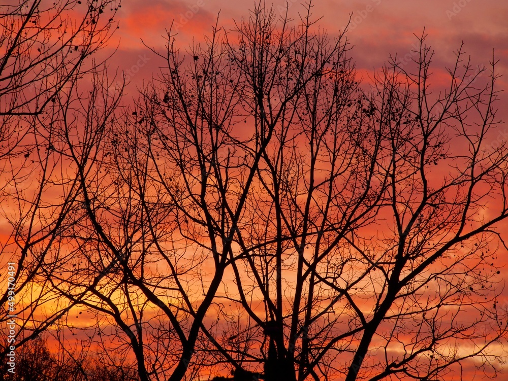 Tree silhouetted during sunrise Tree silhouetted during sunrise