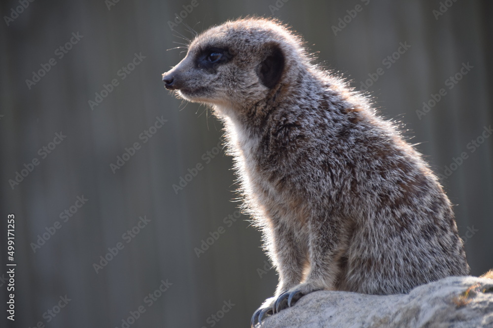 Fototapeta premium meerkat on guard