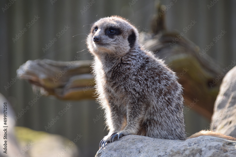 Fototapeta premium meerkat on guard