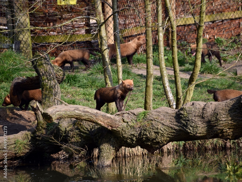 Bush dog Bush dog