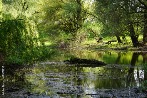 Fototapeta Naklejka Na Ścianę i Meble -  Mystisches grünes Wasser, grüne Landschaft
