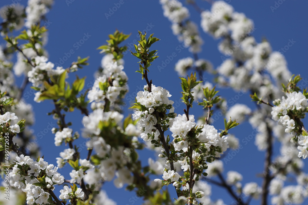 Blossom in spring, cherry buds Blossom in spring, cherry buds