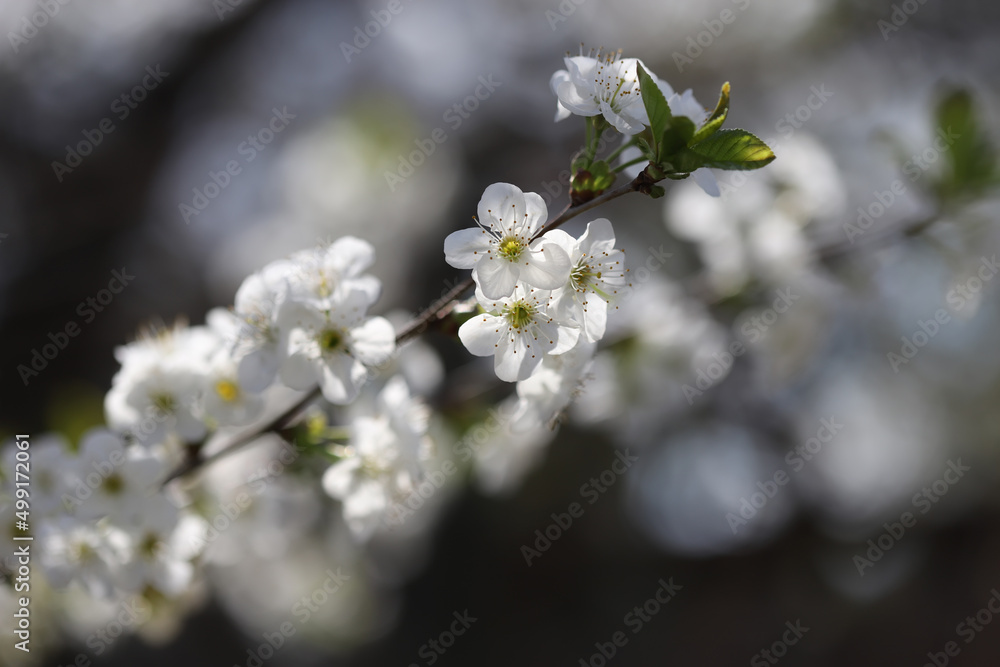 Obraz premium Blossom in spring, cherry buds