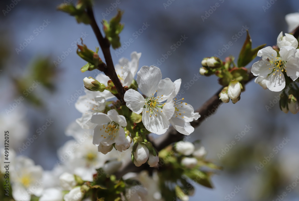 Blossom in spring, cherry buds Blossom in spring, cherry buds