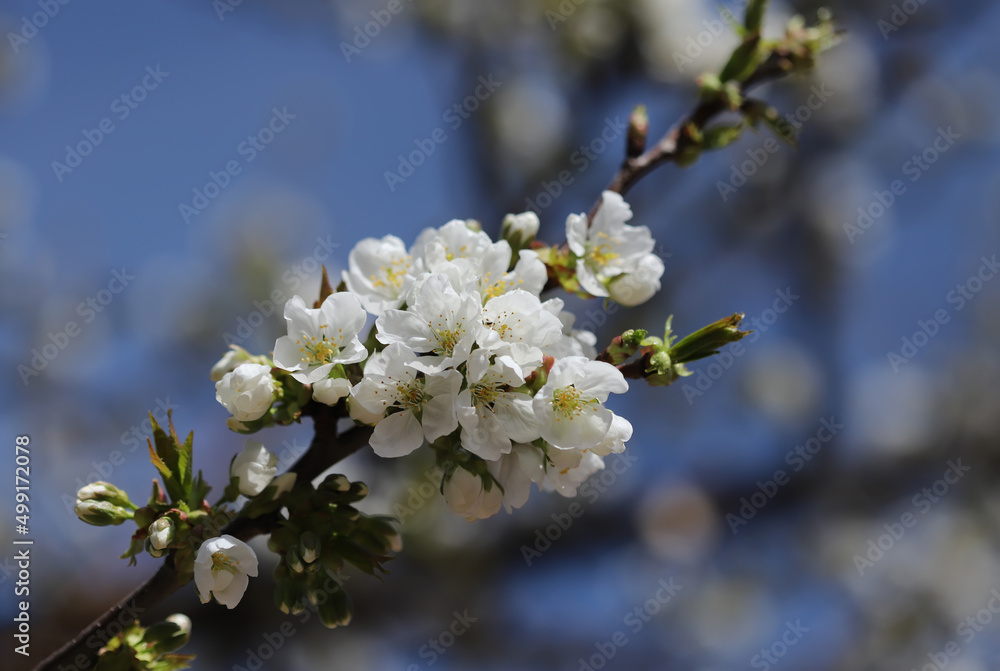 Blossom in spring, cherry buds