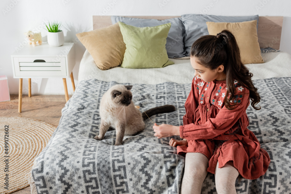 high angle view of girl with spikelet playing with cat on bed. high angle view of girl with spikelet playing with cat on bed.