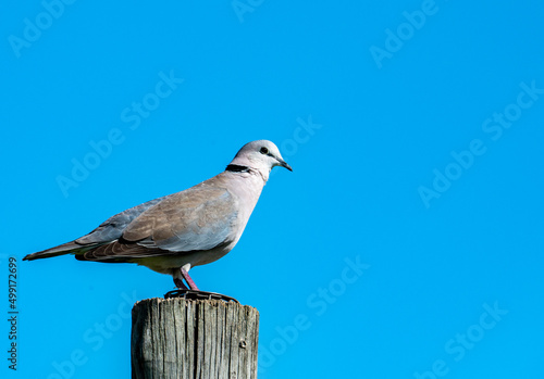 Cape turtle dove, photographed in South Africa.
