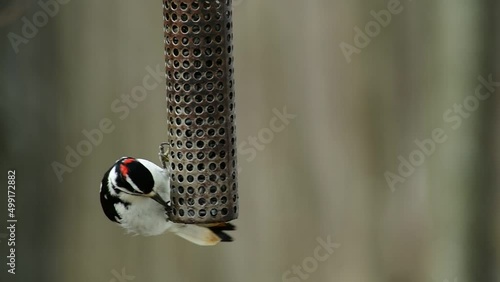 Hairy Woodpecker on a Silo Style Feeder Enjoying Sunflower Seeds