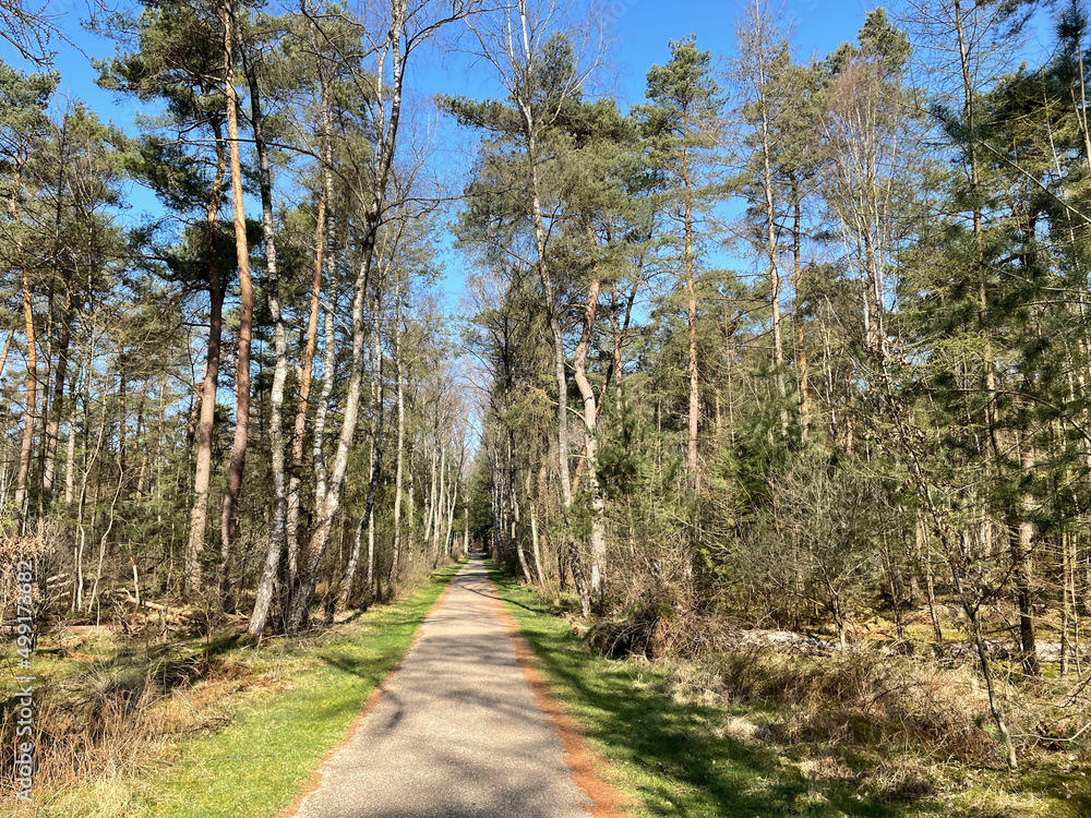 Fototapeta premium Path through the Amerongse forest