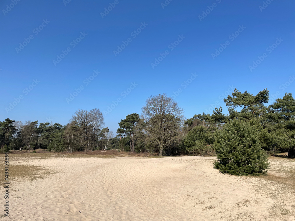 Sand dune at the Breeveen en Dartheide