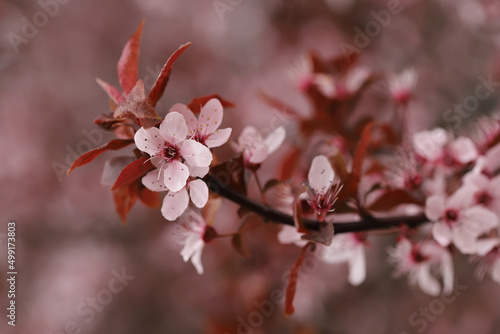 Blossom in spring, plum tree