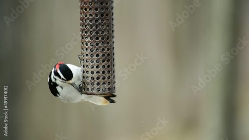 Hairy Woodpecker Enjoying Sunflower Seeds on a Feeder