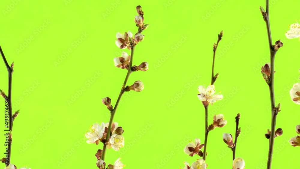 Apricot blossom isolated on green screen. Spring flowers footage. Plant time lapse. Branch of apricots pattern for decoration and design. Botanical green background. Spring concept footage. Apricot blossom isolated on green screen. Spring flowers footage. Plant time lapse. Branch of apricots pattern for decoration and design. Botanical green background. Spring concept footage.