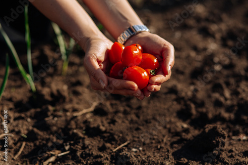 Fototapeta Naklejka Na Ścianę i Meble -  tomatoes in hand in the garden
