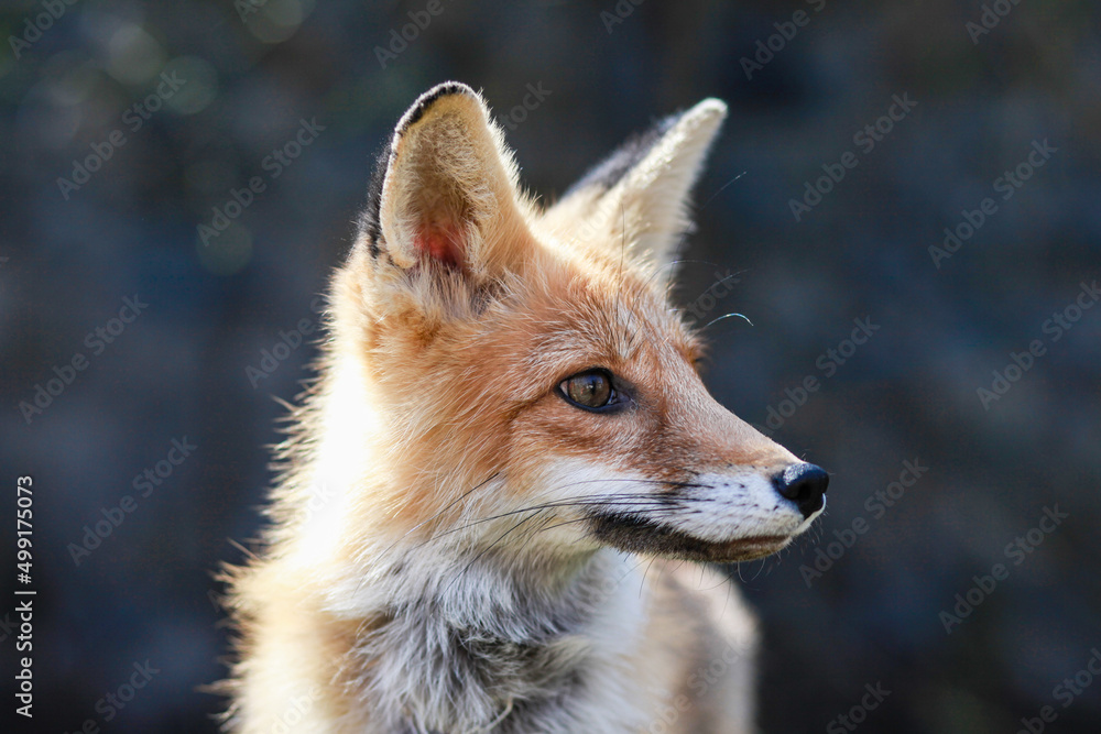 Obraz premium red fox in the wild