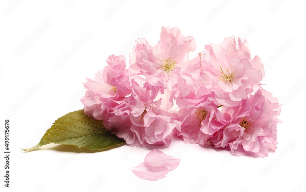 Fruit tree flowers with leaf blooming in spring, isolated on white