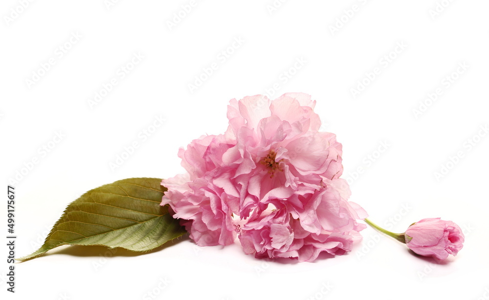Fruit tree flowers with leaf blooming in spring, isolated on white Fruit tree flowers with leaf blooming in spring, isolated on white